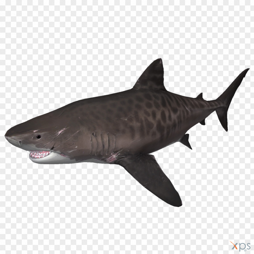 Shark Tiger Depth Megalodon PNG