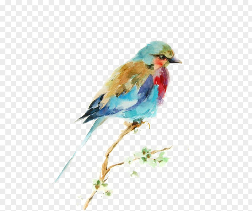 Birds Bird Watercolor Painting Drawing Printmaking PNG
