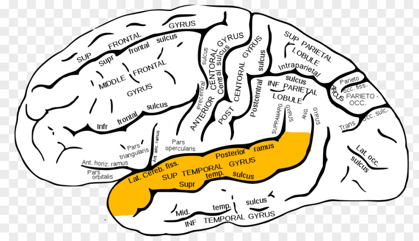 Brain Inferior Frontal Gyrus Superior Lobe Middle PNG
