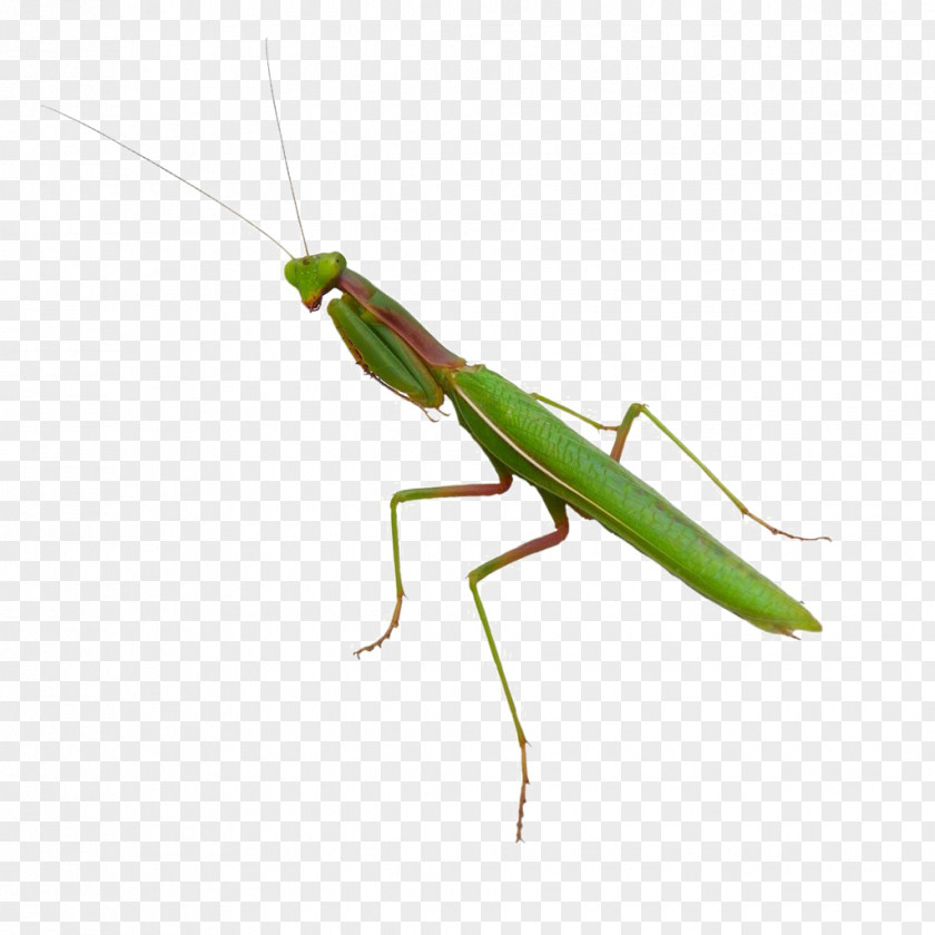 Insect Orchid Mantis Image Mantids PNG