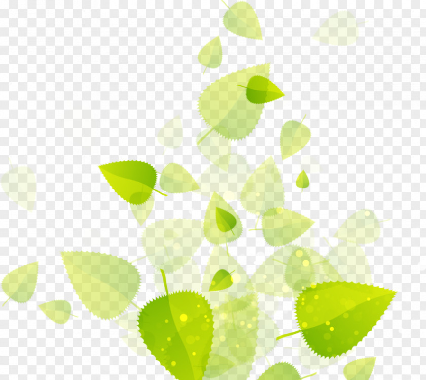 Leaf EPA Safer Choice Information PNG