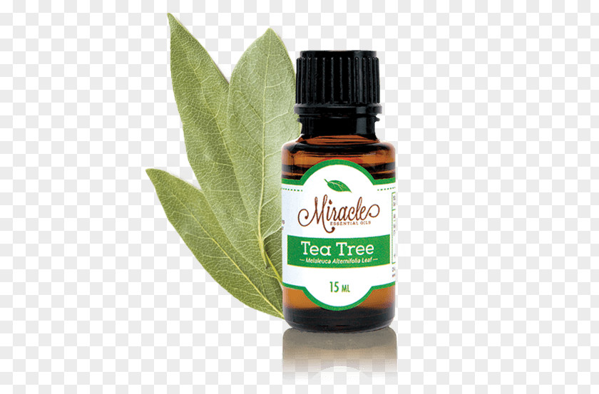 Tea Tree Oil Essential Aromatherapy PNG