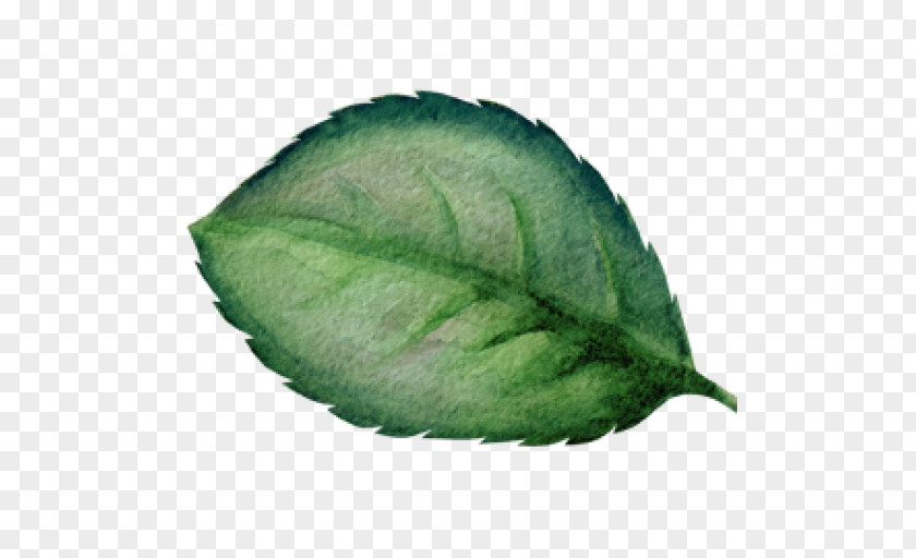 Watercolor Painting Leaf PNG