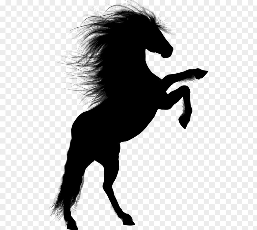 How To Draw A Horse Bucking Rearing Stallion Arabian Colt Unicorn PNG