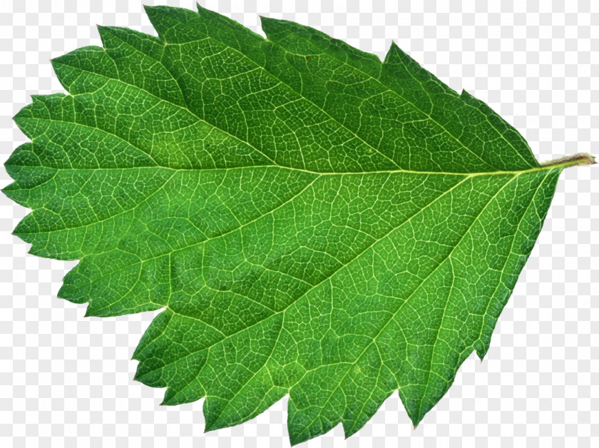 Leaf Green Bladnerv Color PNG