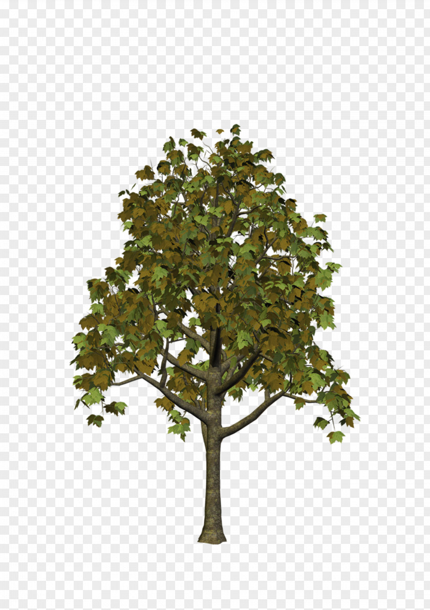 Tree Clip Art PNG