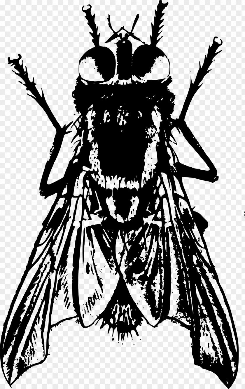 Bee Insect Drawing Black And White Housefly PNG
