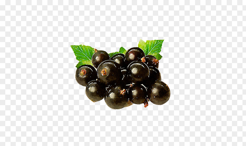 Black Currant Berries Hand Painting Blackcurrant Gooseberry Fruit PNG