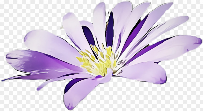 Clematis Herbaceous Plant Flower Flowering Petal Purple PNG