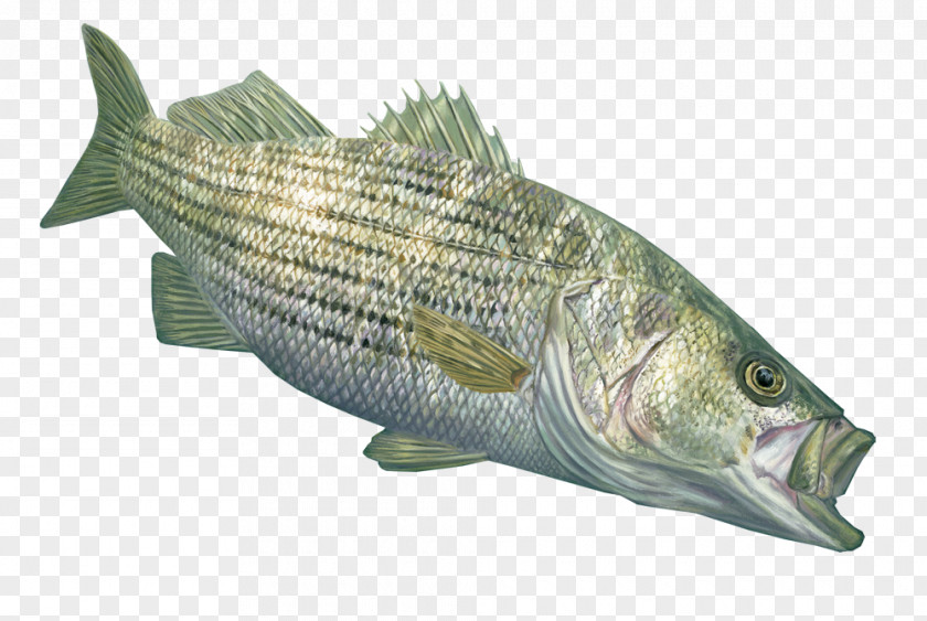 Fishing Tilapia Striped Bass Decal PNG