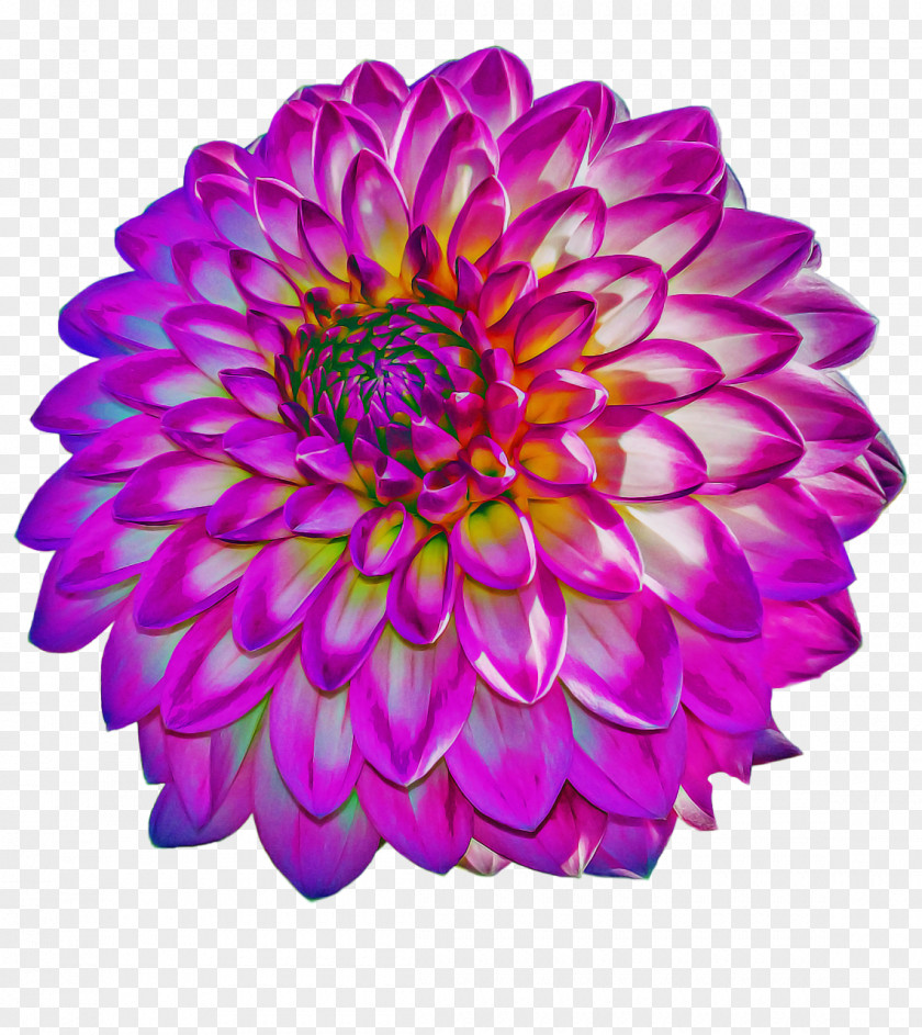 Floral Design Magenta Flowers Background PNG
