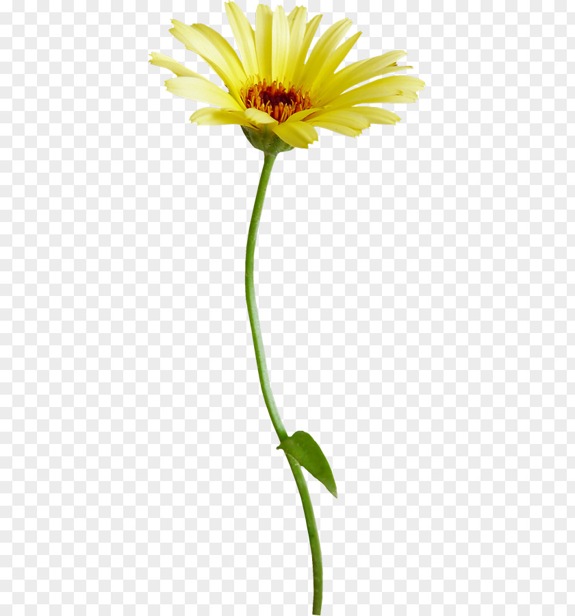 Flower Oxeye Daisy Chrysanthemum Indicum Common Transvaal PNG