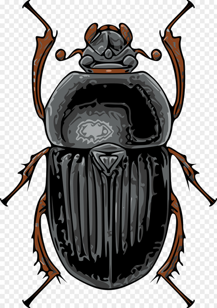 Gnome Dung Beetle Scarabs Clip Art True Bugs Vector Graphics PNG