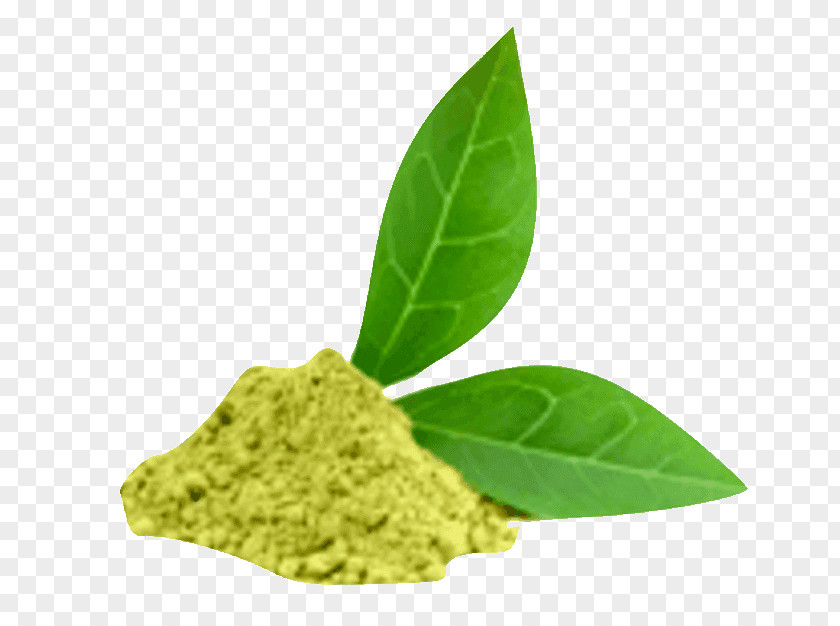 Green Tea Matcha Oolong Plant PNG