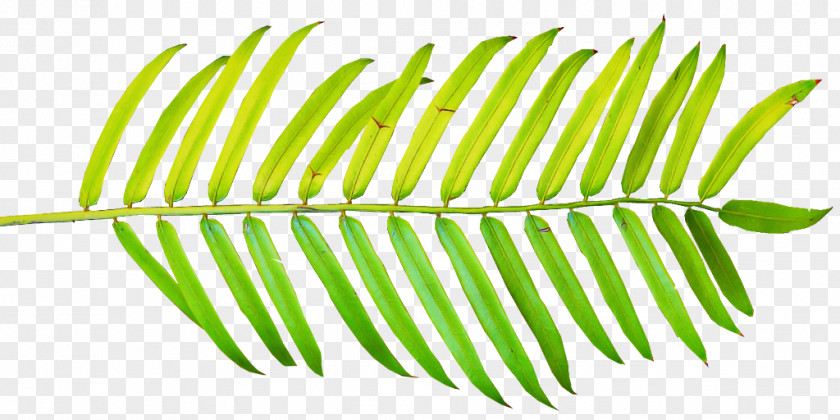 Leaf Plant Line Vascular Tree PNG