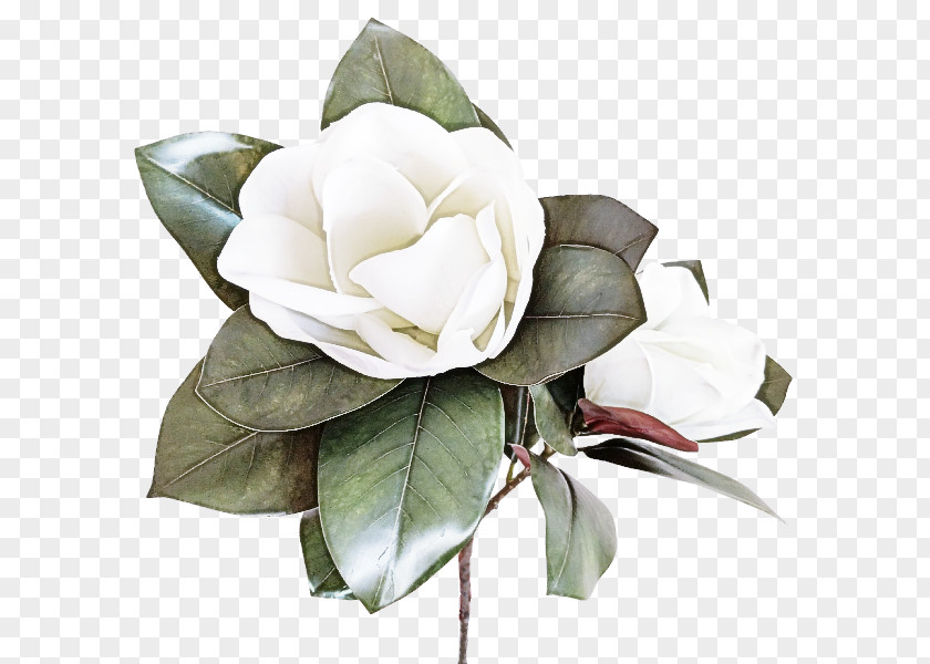 Magnolia Gardenia Rose PNG