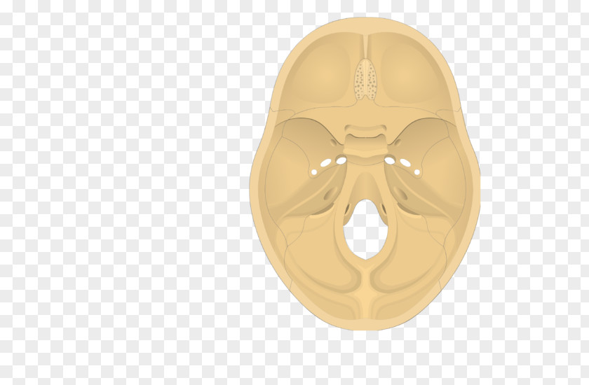 Skull Base Of Temporal Bone Occipital PNG
