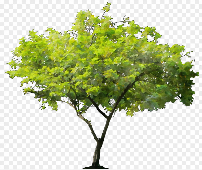 Tree Oak Wanda Maximoff Adobe Photoshop Trunk PNG