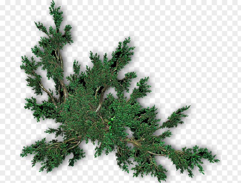 Tree Spruce Christmas Fir Pine PNG