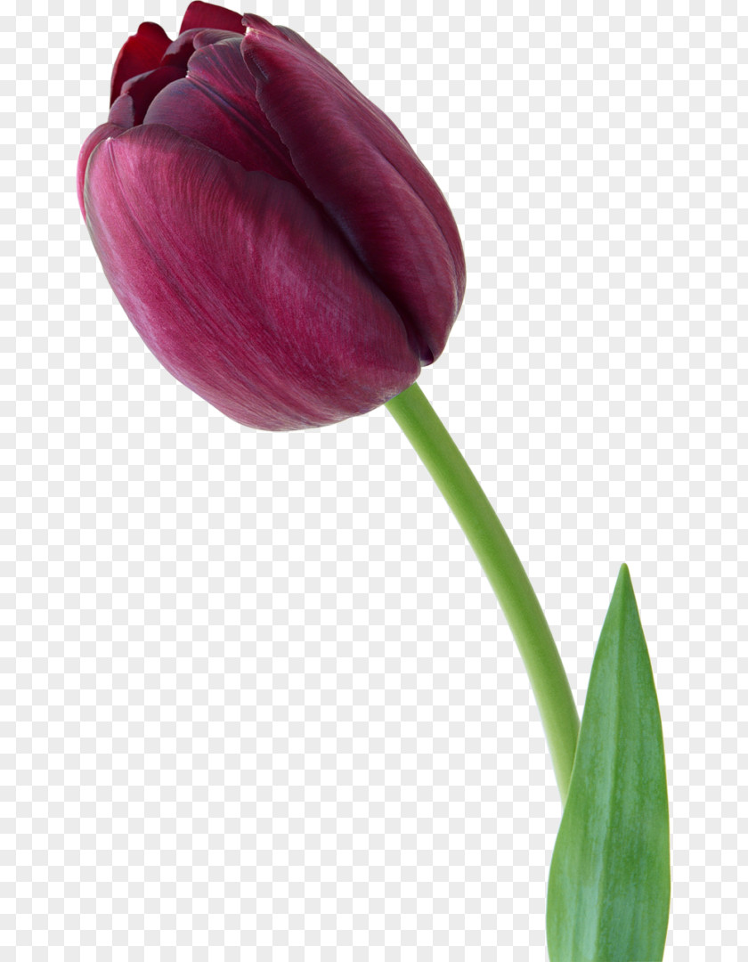 Tulip Flower Violet PNG