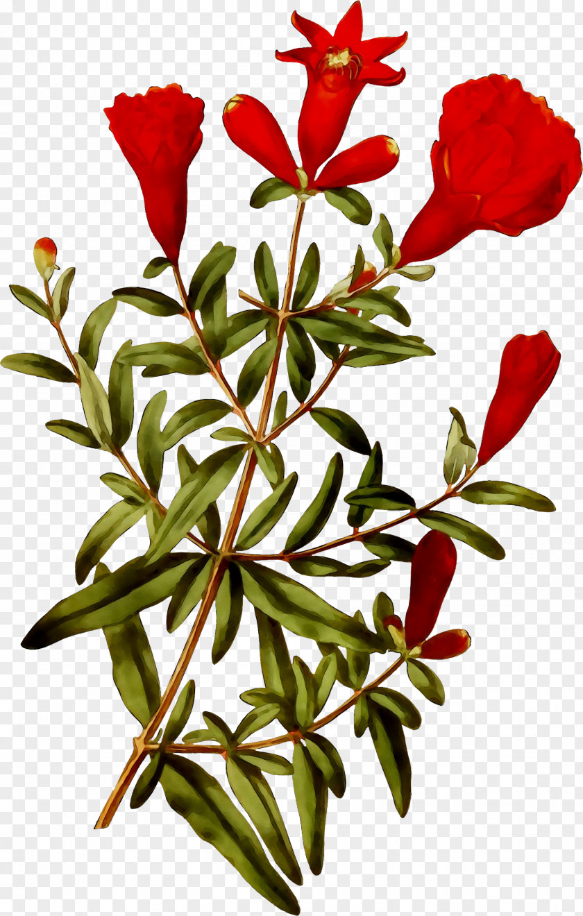 Cut Flowers Floral Design Plant Stem Leaf PNG