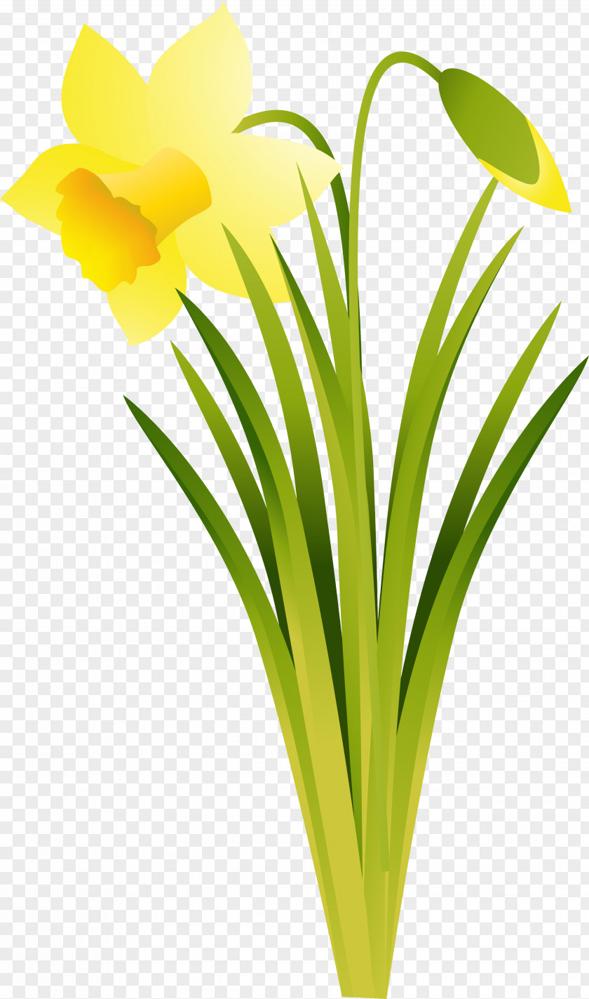 Narcissus Daffodil Cut Flowers Plant PNG