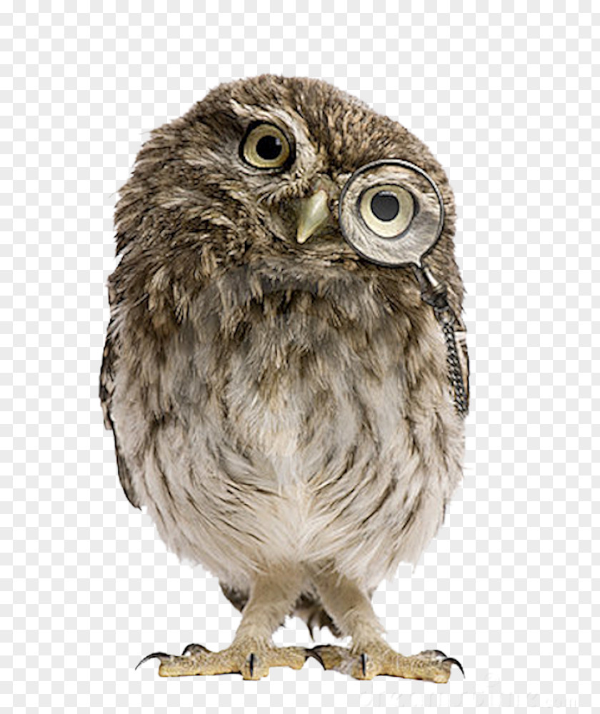 Owls Research Methods And Statistics In Psychology Health Introduction To Personality Intelligence Mixed Research: Merging Theory With Practice PNG