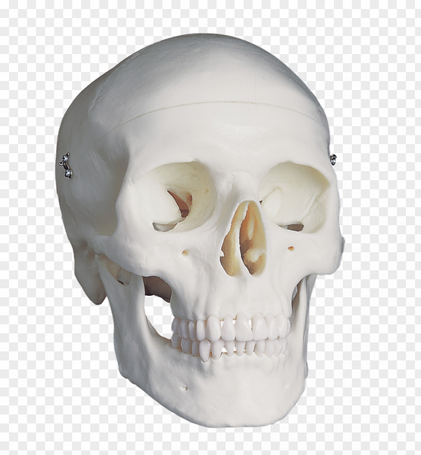 Skull Anatomy Bone 骨格標本 Skeleton PNG