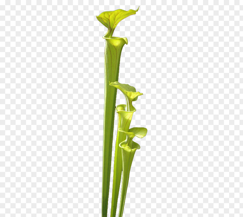 Vase Plant Stem Leaf Flower PNG