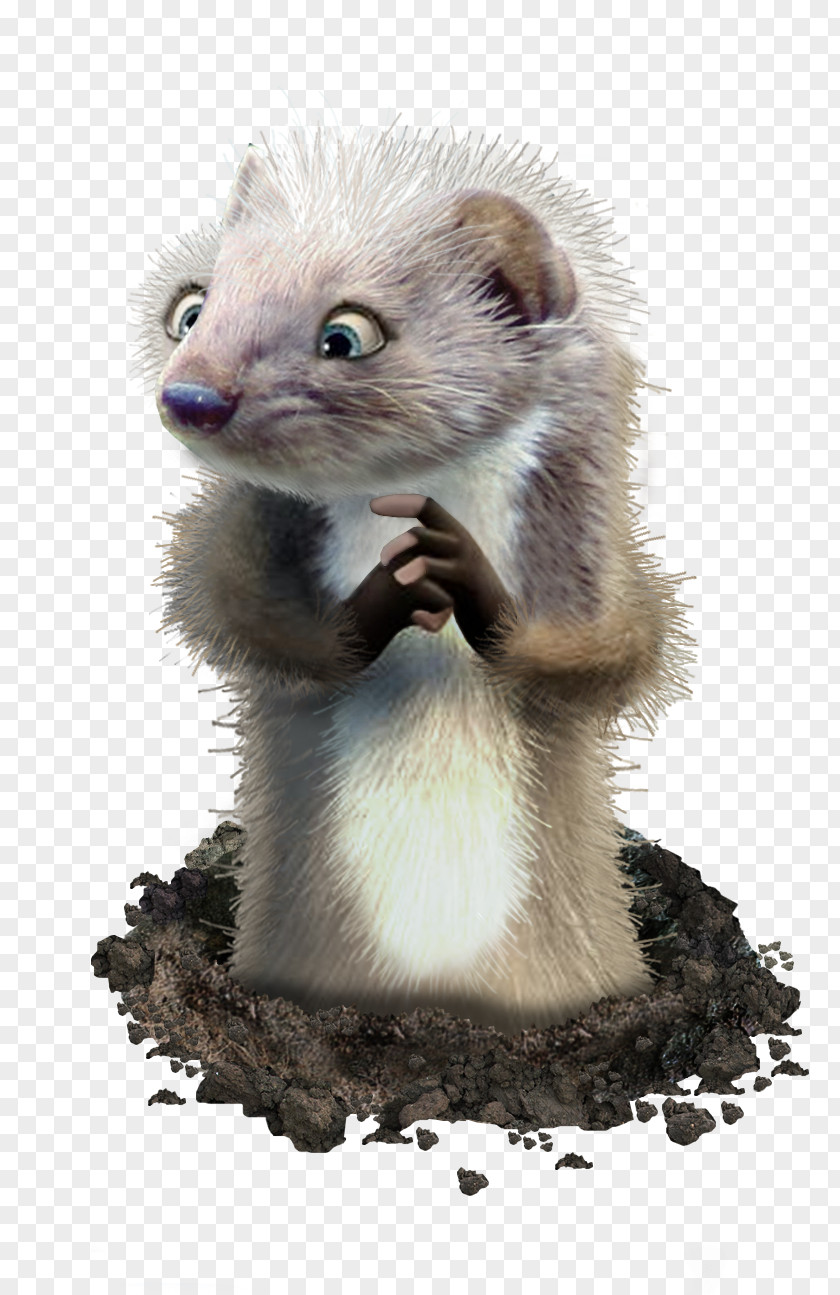 Ferret Marten Fur Mink Whiskers PNG