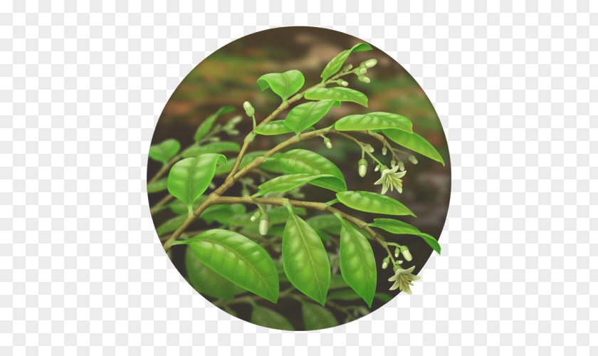 Leaf Herb Tree PNG