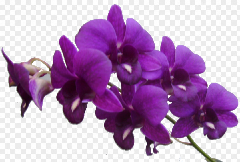 Purple Flower Frame Res Flowers By Violet Clip Art PNG