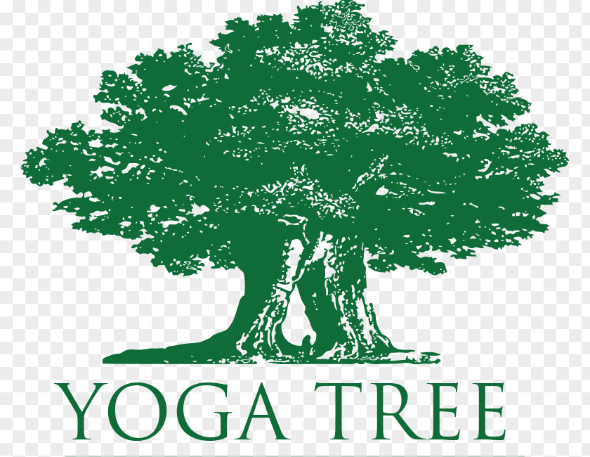 Yoga Tree Castro Hayes Valencia Potrero Hill PNG