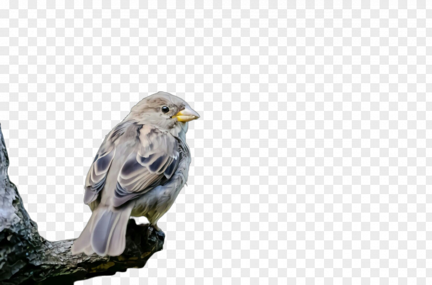 Bird Beak Of Prey Kite Eagle PNG