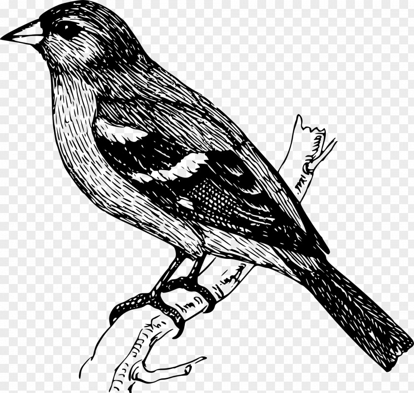 Bird Parrot Drawing PNG