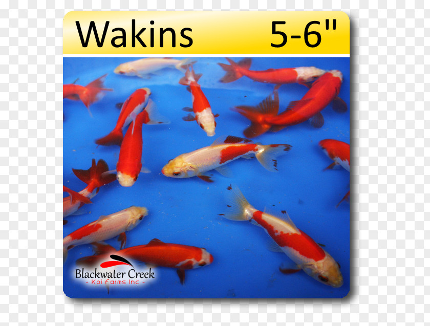 Fish Blackwater Creek Koi Farm Wakin Butterfly PNG