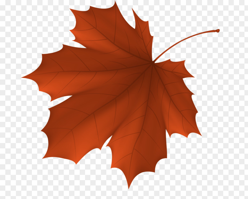 Leaf Autumn Color Maple PNG