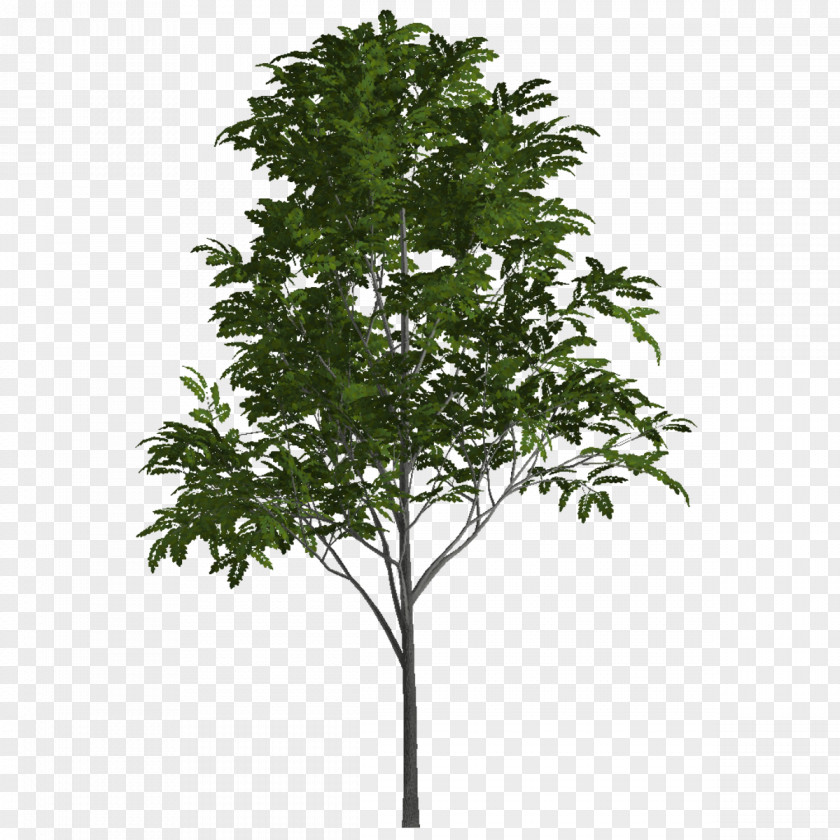 Mountain Ash Tree White Howell's Floral Outlet Store Topiary Shrub Box PNG
