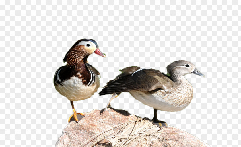 Two Duck Mandarin Goose PNG