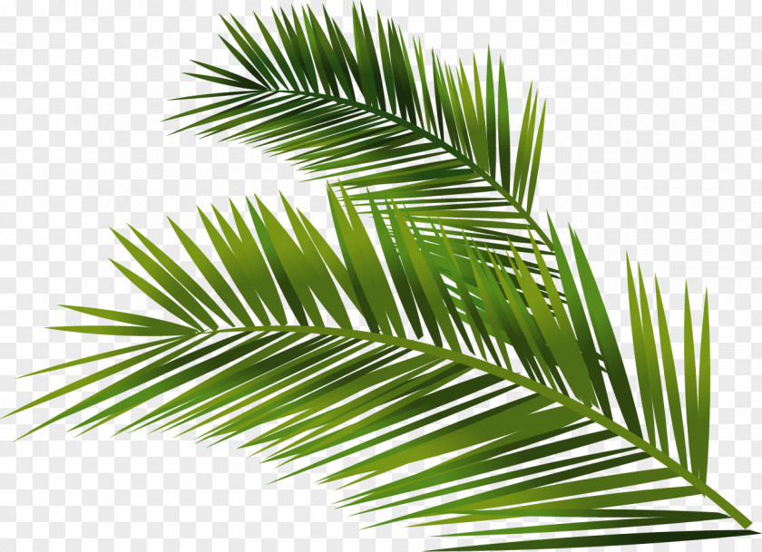 Vector Hand-painted Palm Leaf Trachycarpus Fortunei Building Arecaceae Euclidean PNG