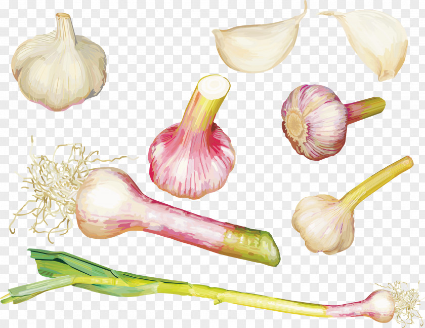 Vector Various Forms Of Garlic Powder Vegetable Food PNG