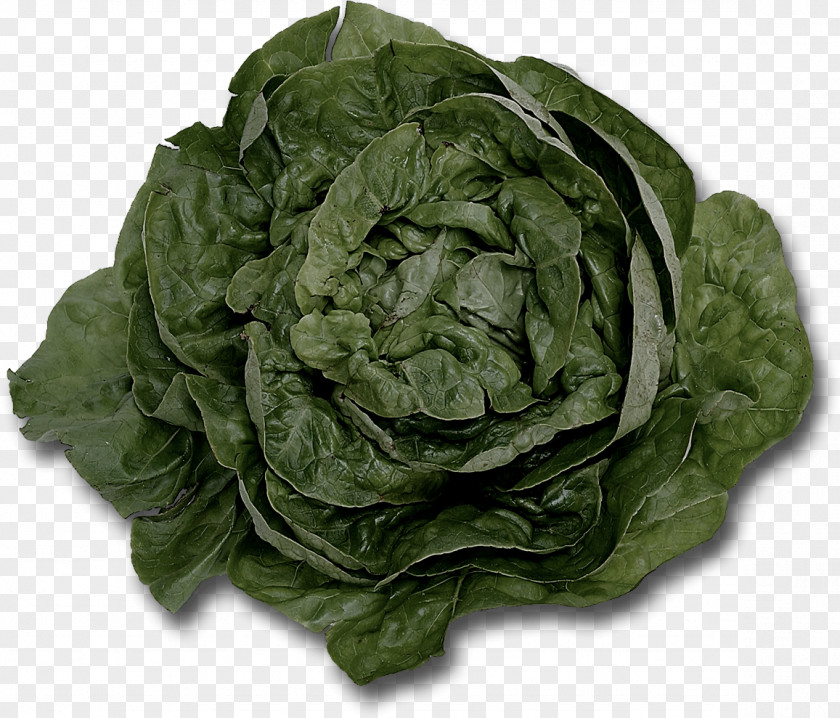 Lettuce Food Leaf Vegetable Wrap PNG