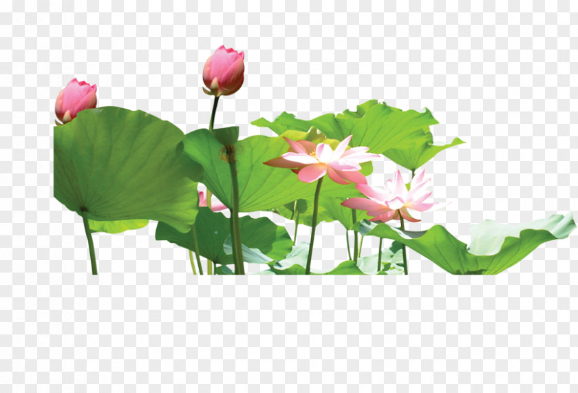 Lotus Leaf Nelumbo Nucifera Aquatic Plant Download Effect PNG