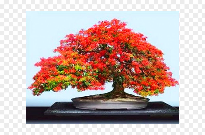 Tropical Leaves National Bonsai Foundation Indoor Seed Tree PNG