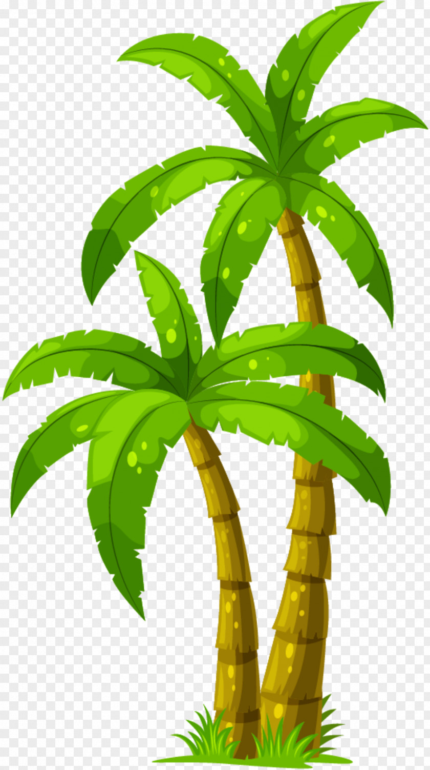 Vector Graphics Palm Trees Drawing Stock Illustration PNG