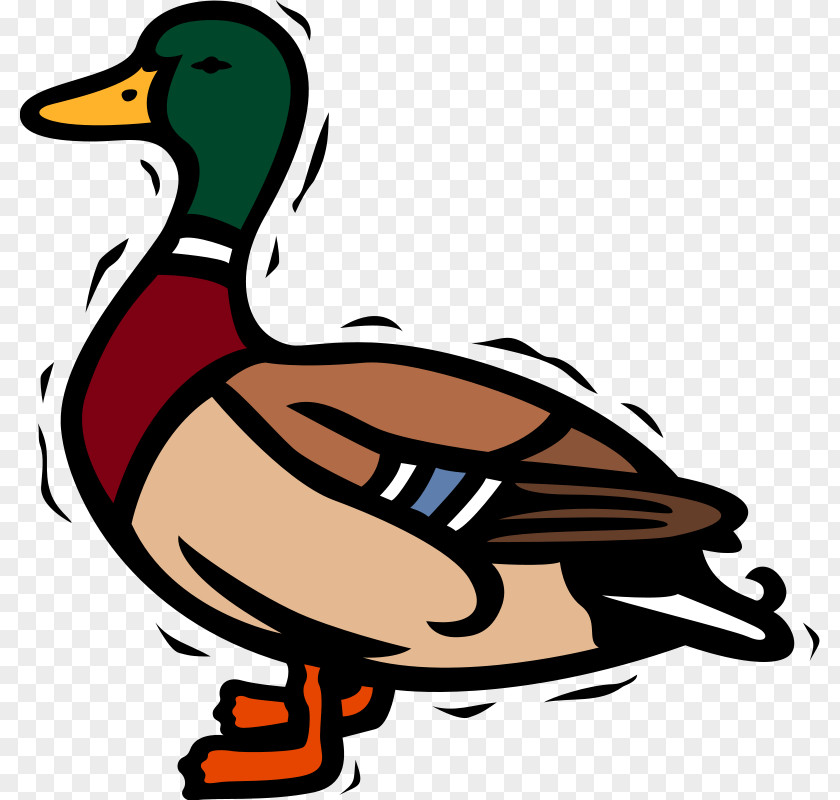 Free Bird Vector Mallard Duck Clip Art PNG