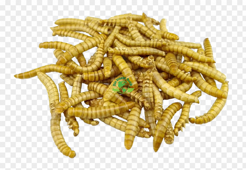 Insect Mealworm Larva Food Ragout PNG