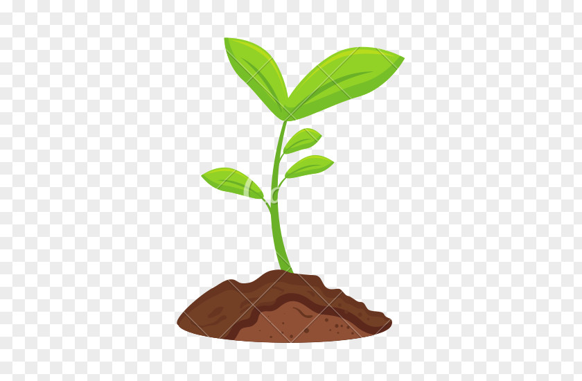 Plants Vector Graphics Stock Photography Illustration Image Garden PNG