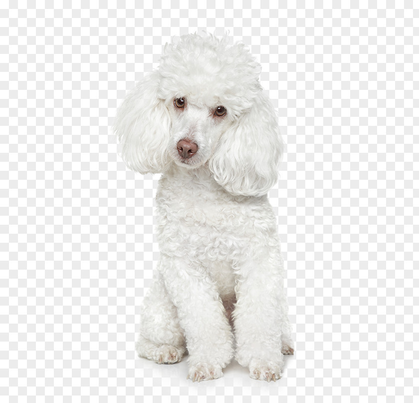 Puppy Poodle Maltese Dog Coat Grooming St. Bernard PNG