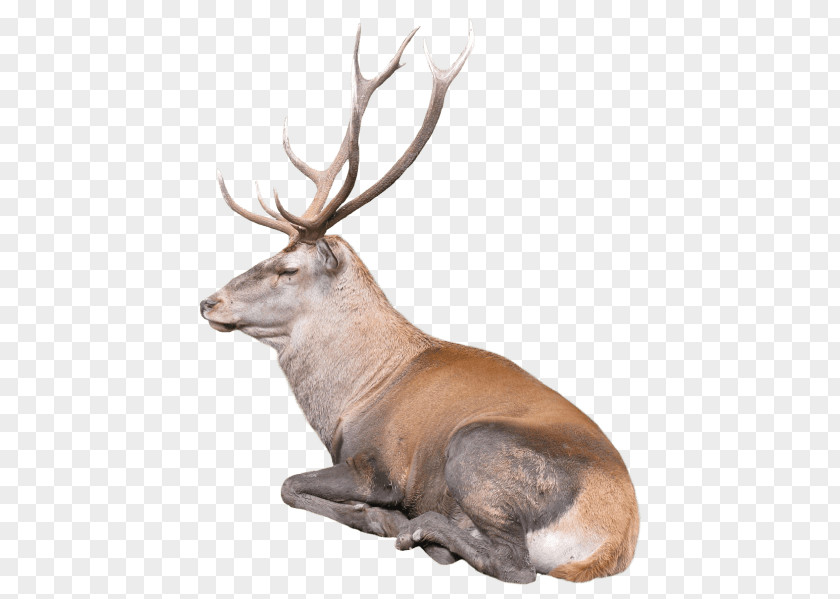 Reindeer Elk Antler Red Deer PNG